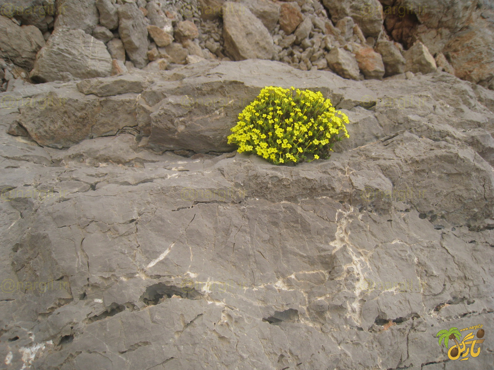 عروس سنگ طلایی - گیاهان بومی ایران